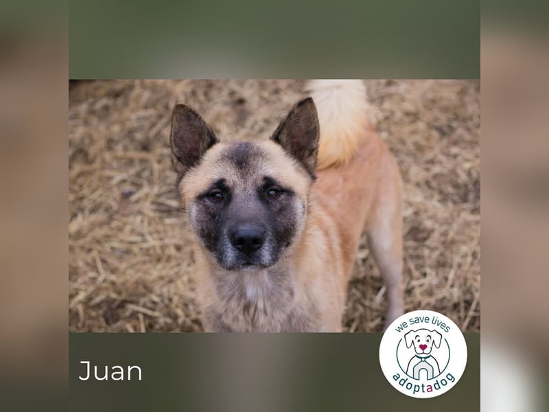 Juan: schüchterner Rüde