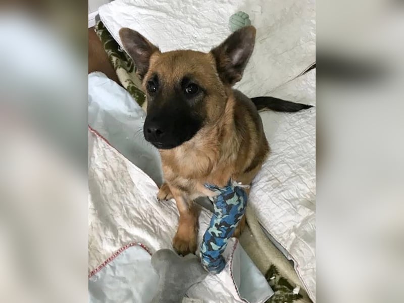 Archie: Kämpfer sucht Zuhause