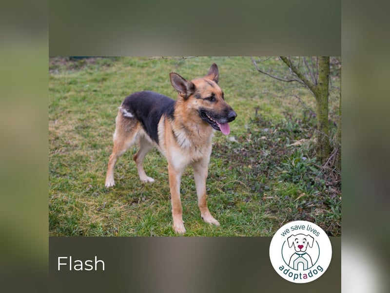 Flash – Dein Partner mit der kalten Schnauze