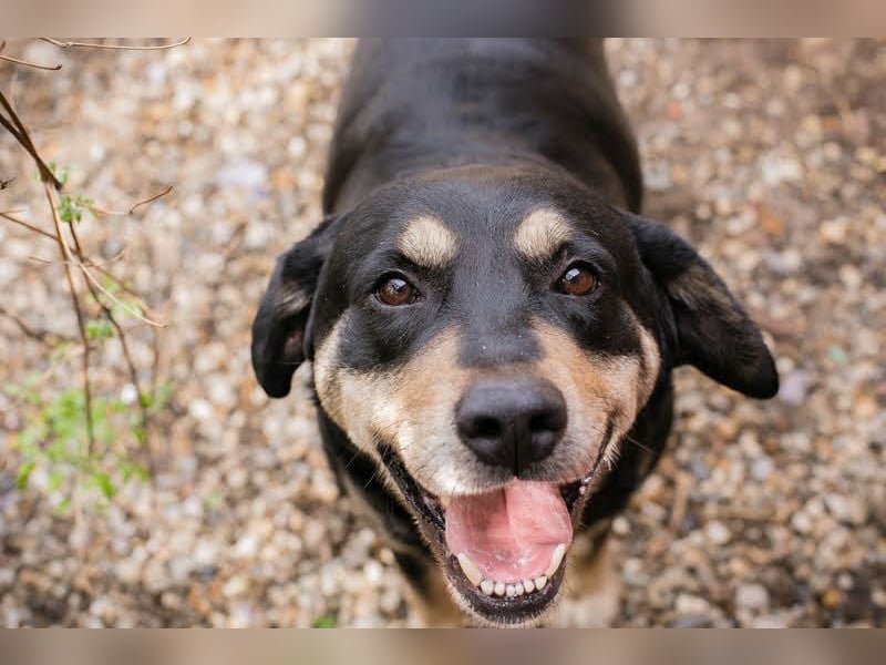 Jax: Gentleman auf vier Pfoten