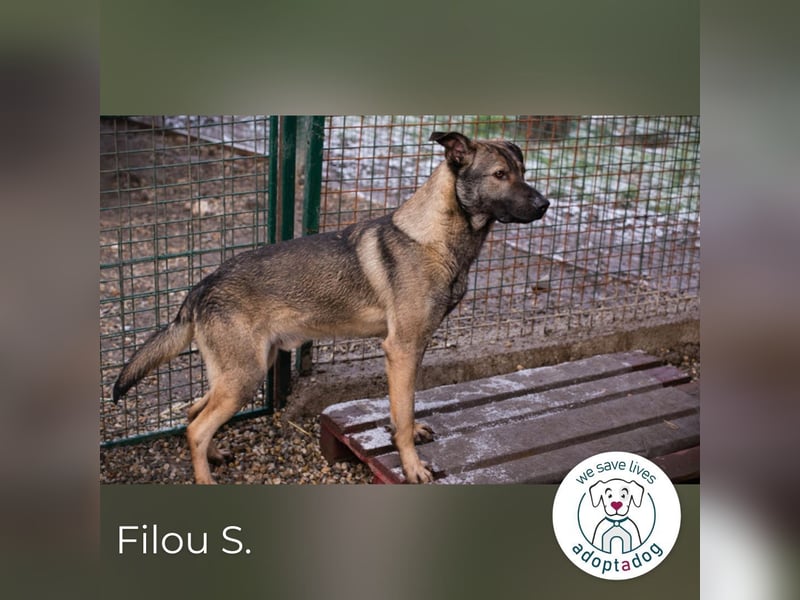 Filou – sensibler Junghund die Welt entdecken