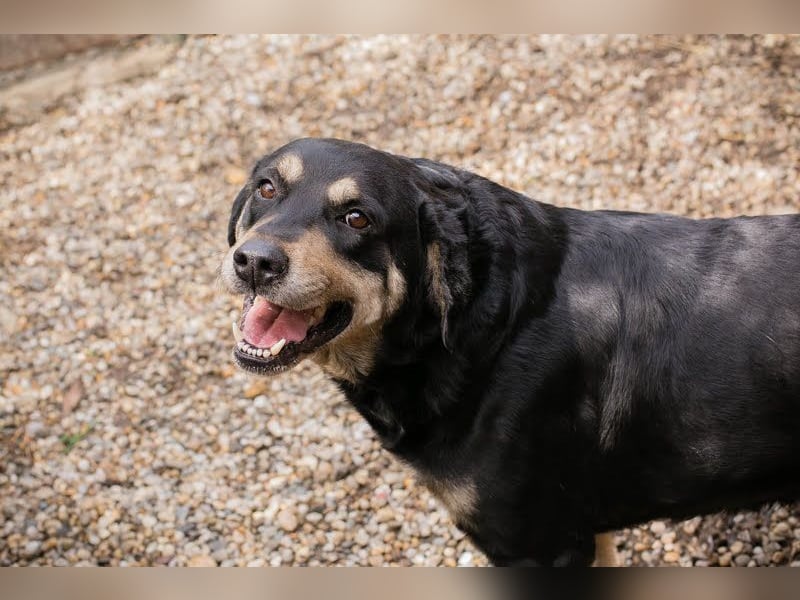 Jax: Gentleman auf vier Pfoten
