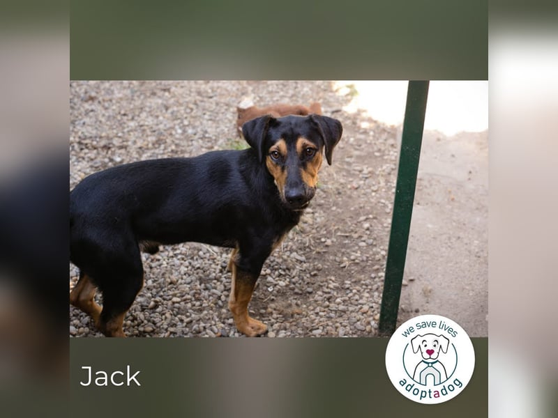 Jack: Ein Hund zum Pferdestehlen!