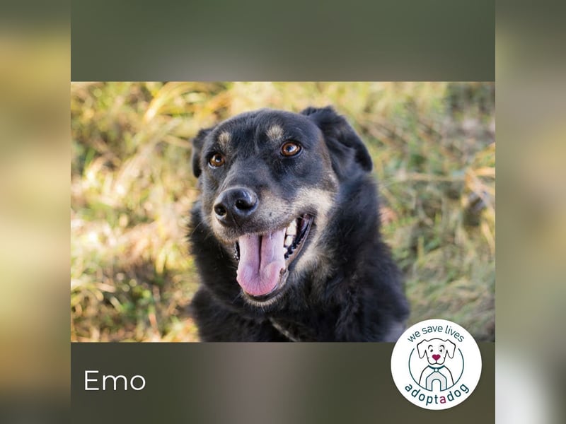 Emo: Bereit für ein Zuhause!
