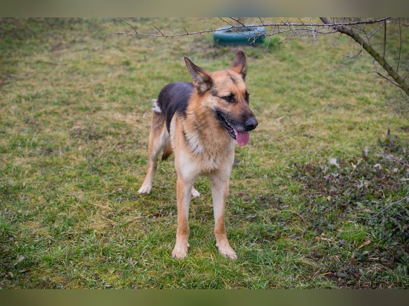 Flash – Dein Partner mit der kalten Schnauze