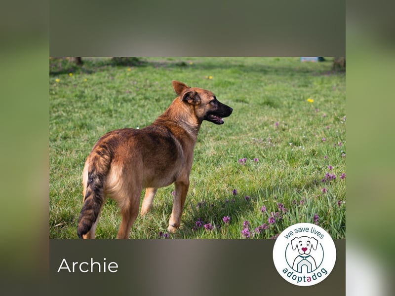 Archie: Kämpfer sucht Zuhause