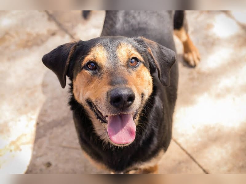 Jack: Ein Hund zum Pferdestehlen!