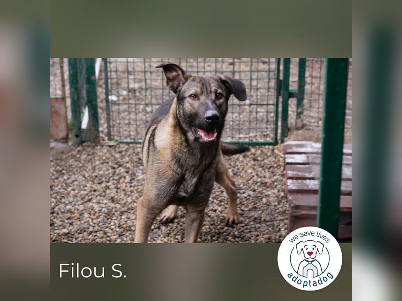 Filou – sensibler Junghund die Welt entdecken