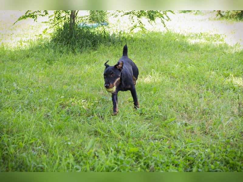 Fiepster: Sucht dringend lievolles Zuhause