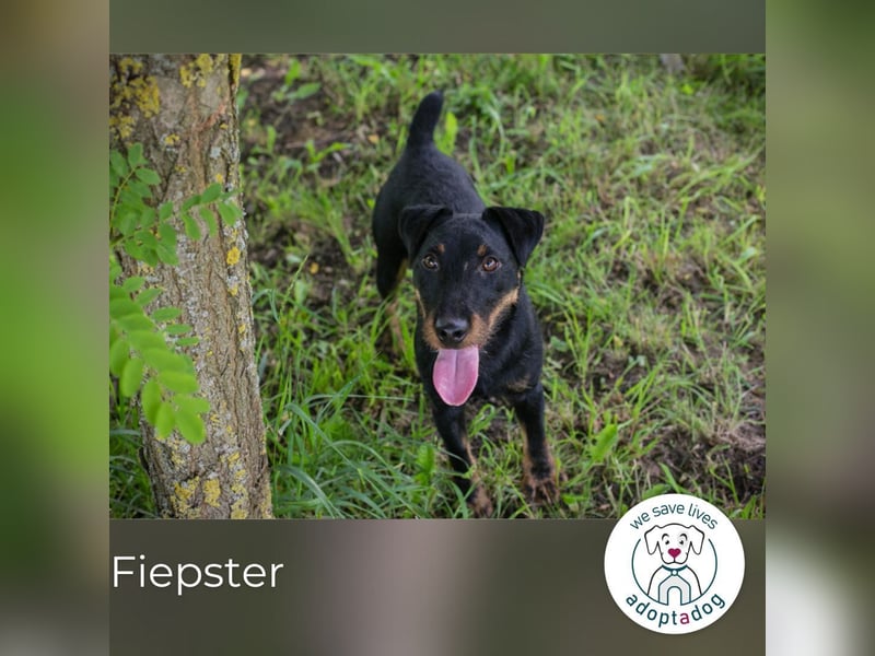 Fiepster: Sucht dringend lievolles Zuhause