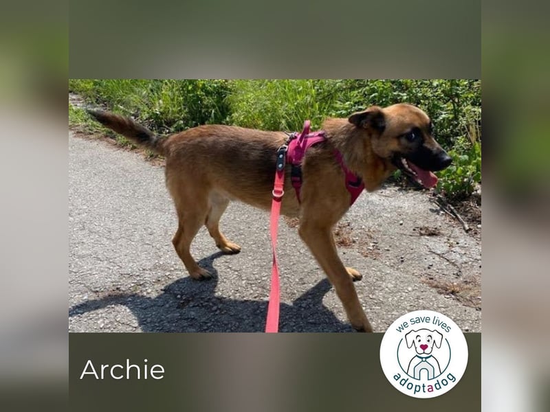 Archie: Kämpfer sucht Zuhause