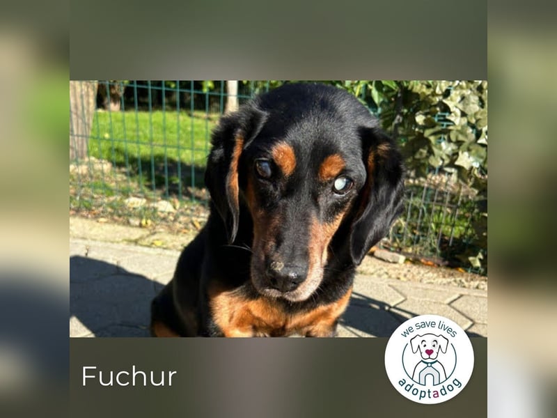 Fuchur: Will endlich sein Glück finden