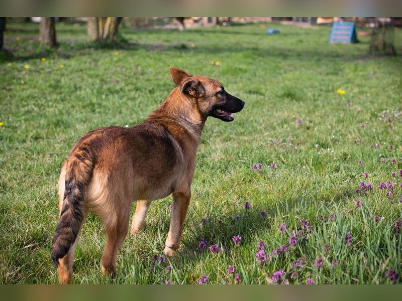 Archie: Kämpfer sucht Zuhause