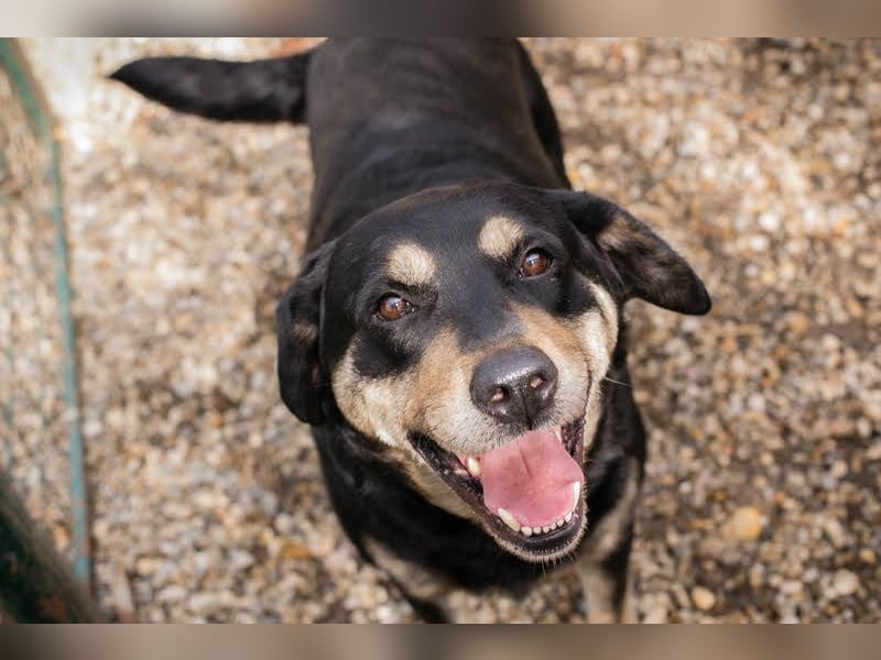 Jax: Gentleman auf vier Pfoten