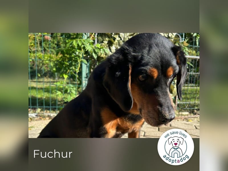 Fuchur: Will endlich sein Glück finden