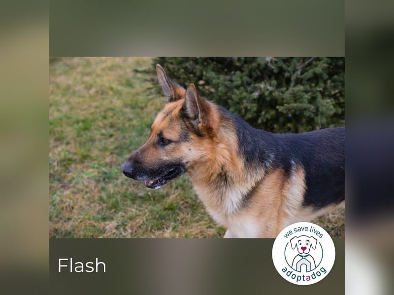 Flash – Dein Partner mit der kalten Schnauze