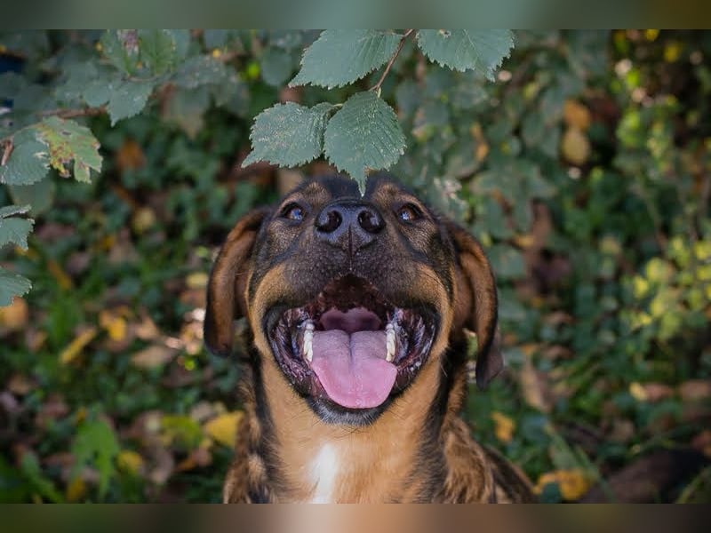 Freddy – Verspielter Entdecker sucht dich