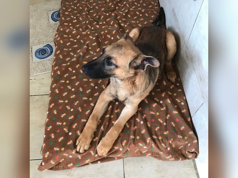 Archie: Kämpfer sucht Zuhause