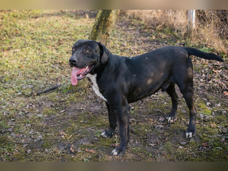 Piper: verdient eine zweite Chance