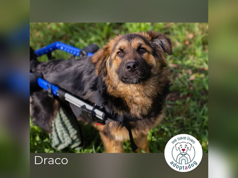 Draco: Lächeln auf zwei Rädern