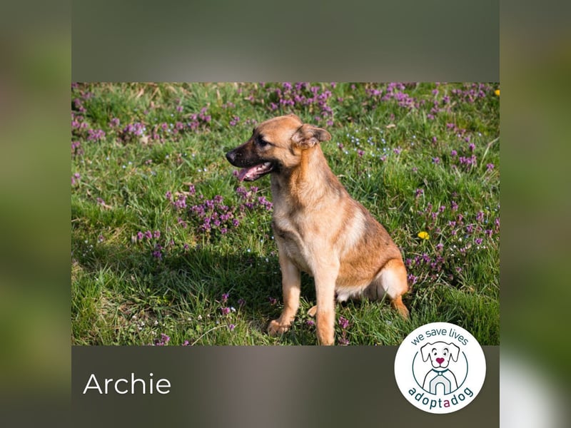 Archie: Kämpfer sucht Zuhause