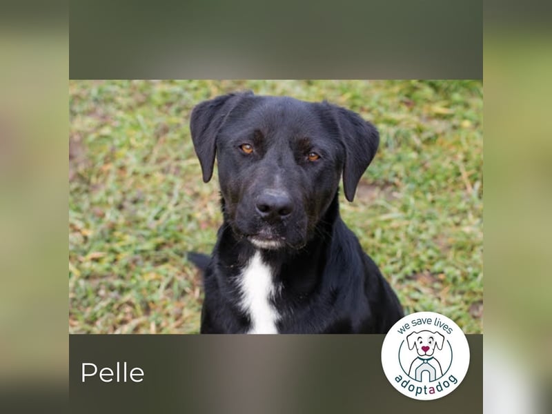 Pelle – verspielt, fröhlich und verträumt