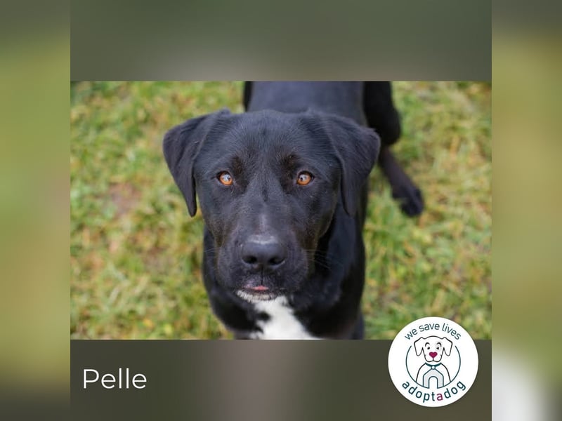 Pelle – verspielt, fröhlich und verträumt