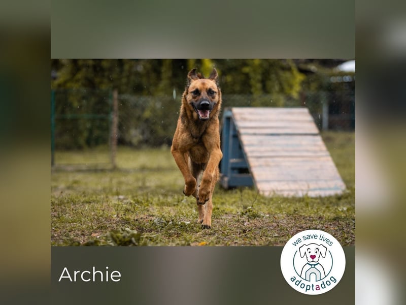 Archie: Kämpfer sucht Zuhause