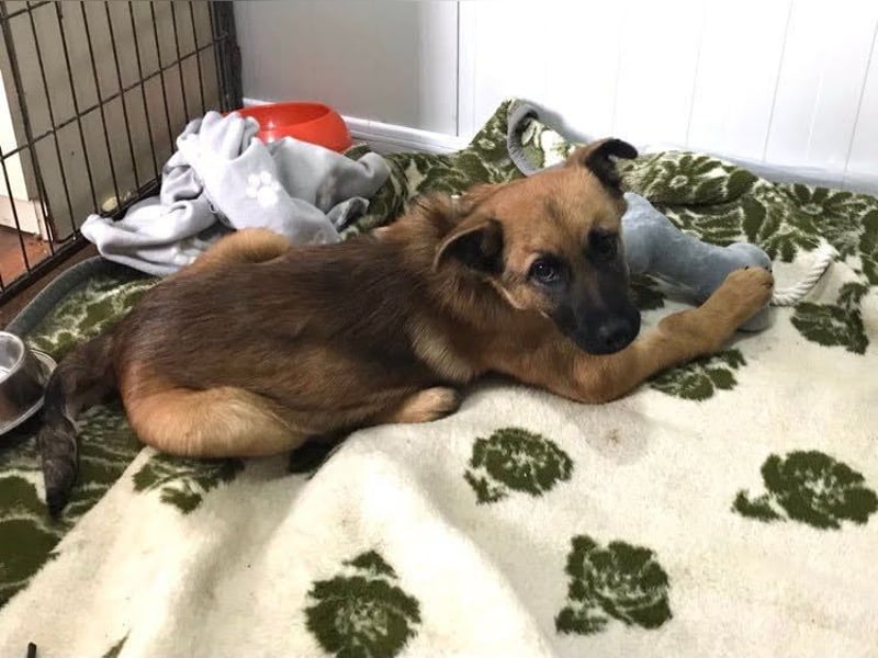 Archie: Kämpfer sucht Zuhause