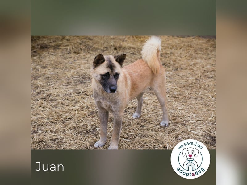Juan: schüchterner Rüde