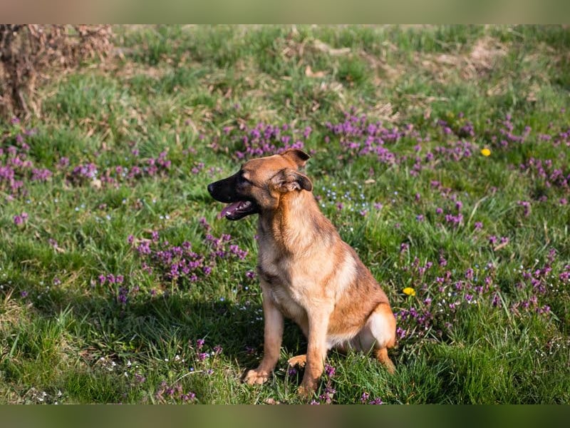 Archie: Kämpfer sucht Zuhause