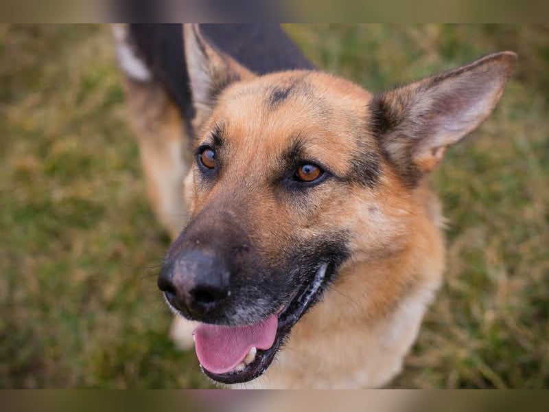 Flash – Dein Partner mit der kalten Schnauze