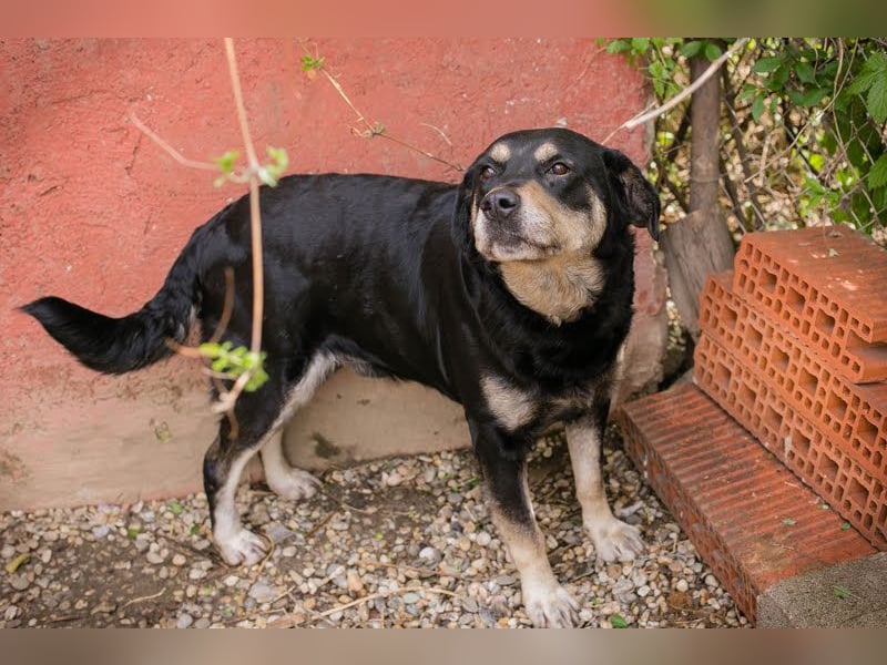 Jax: Gentleman auf vier Pfoten