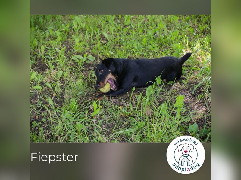 Fiepster: Sucht dringend lievolles Zuhause