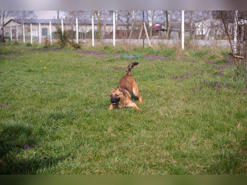 Archie: Kämpfer sucht Zuhause