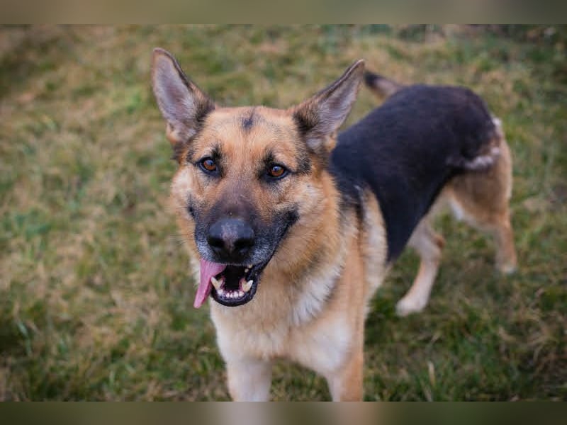 Flash – Dein Partner mit der kalten Schnauze