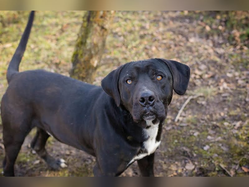 Piper: verdient eine zweite Chance