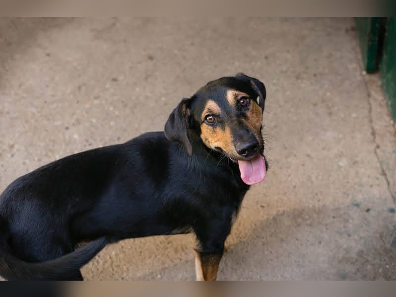 Jack: Ein Hund zum Pferdestehlen!