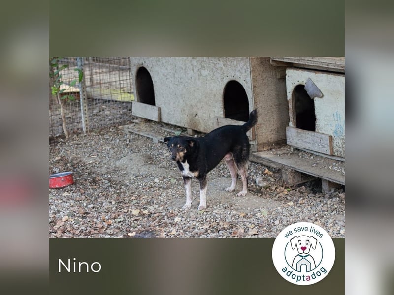 Nino- Step by Step zum großen Glück