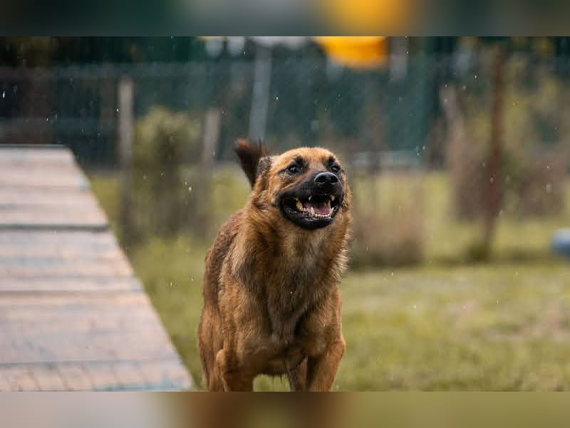 Archie: Kämpfer sucht Zuhause