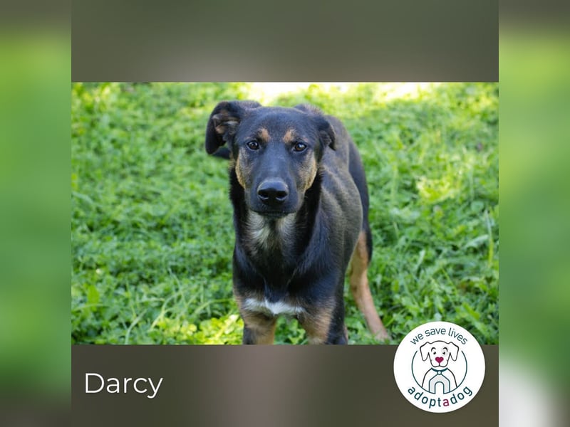 Darcy – Sensible Seele auf der Suche nach Lieblingsmenschen