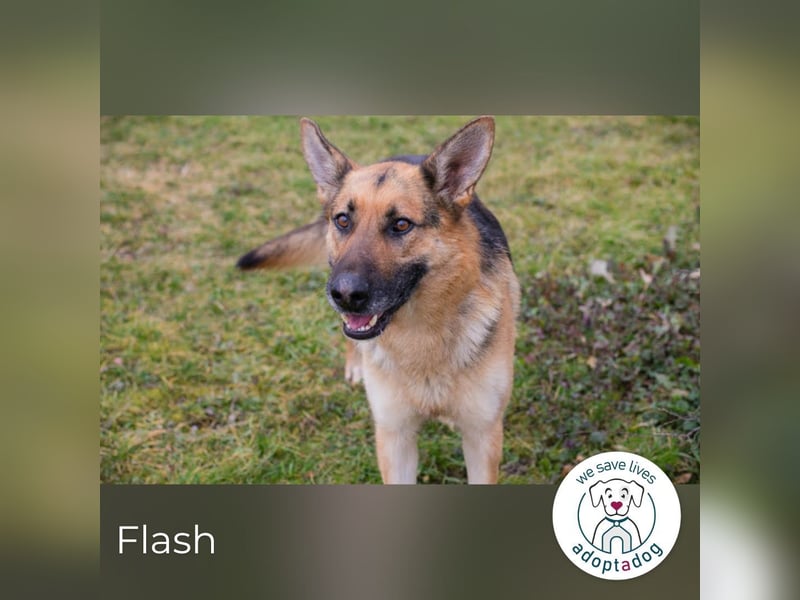 Flash – Dein Partner mit der kalten Schnauze