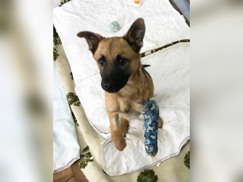 Archie: Kämpfer sucht Zuhause