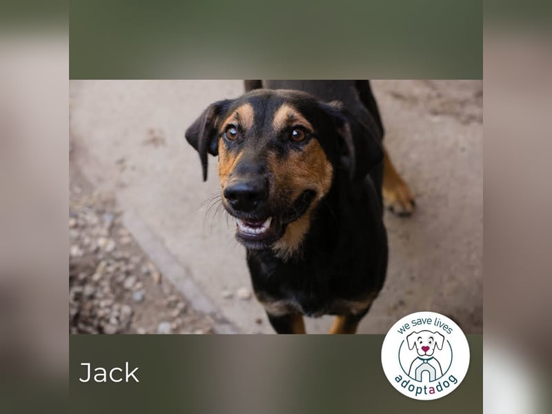 Jack: Ein Hund zum Pferdestehlen!