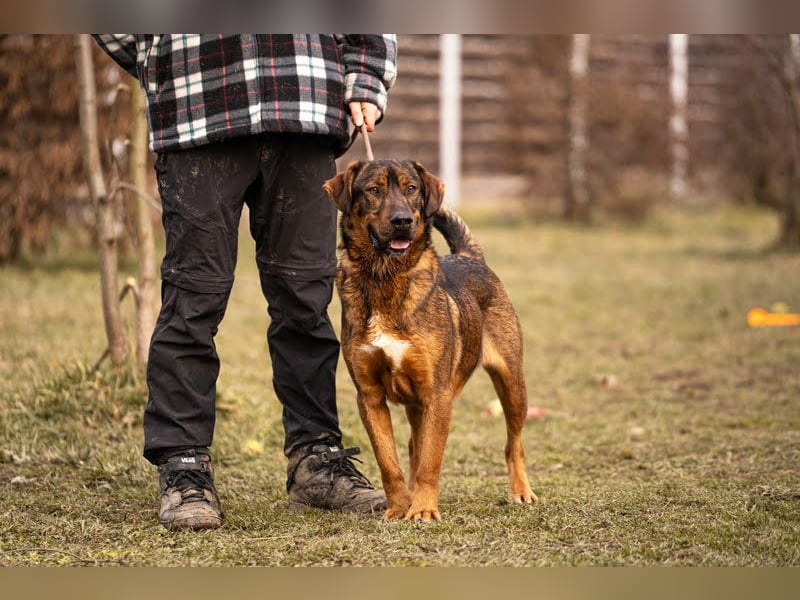 Freddy – Verspielter Entdecker sucht dich
