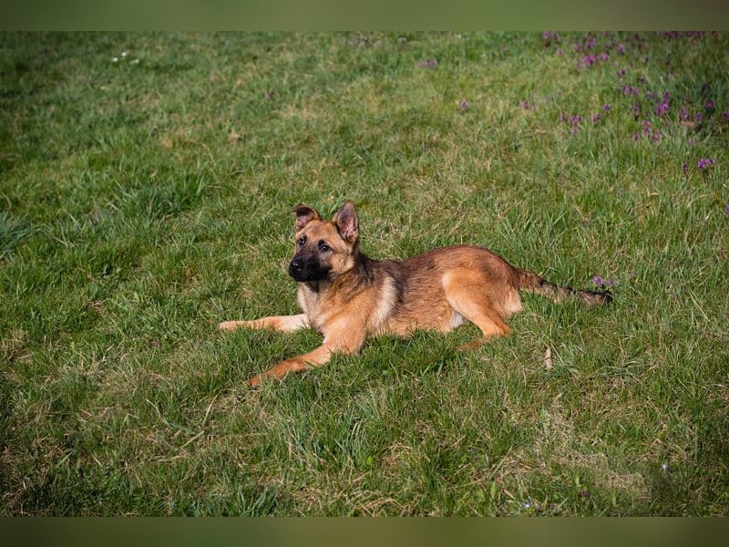 Archie: Kämpfer sucht Zuhause