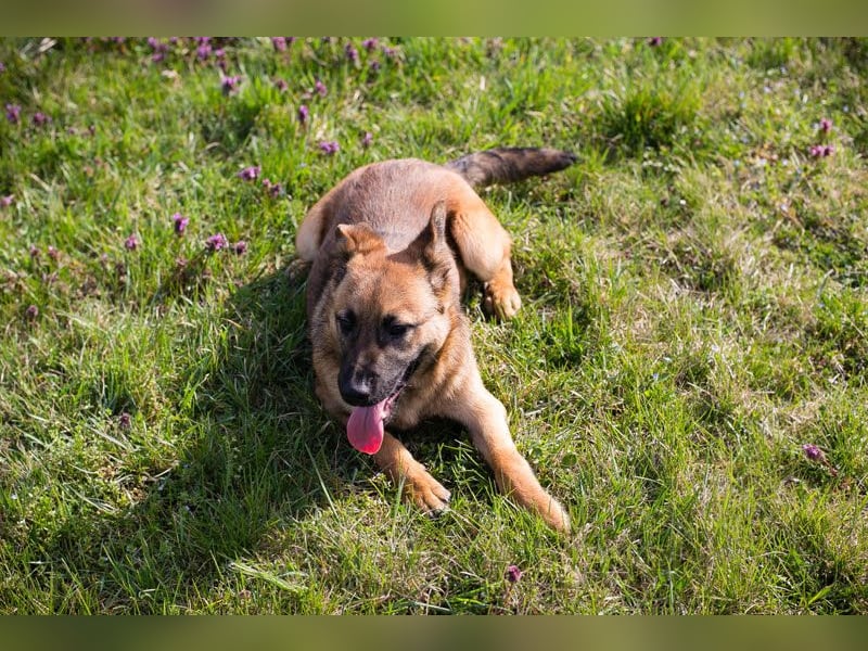 Archie: Kämpfer sucht Zuhause