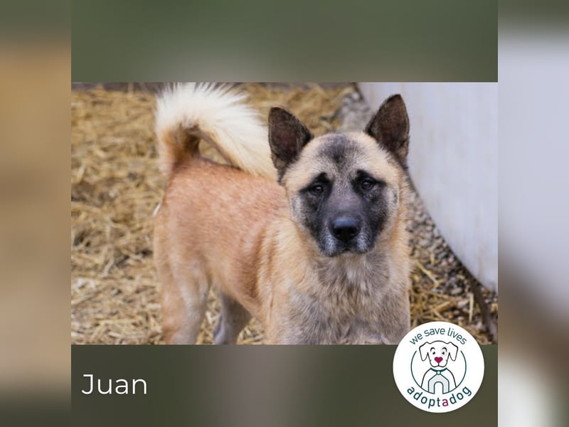 Juan: schüchterner Rüde