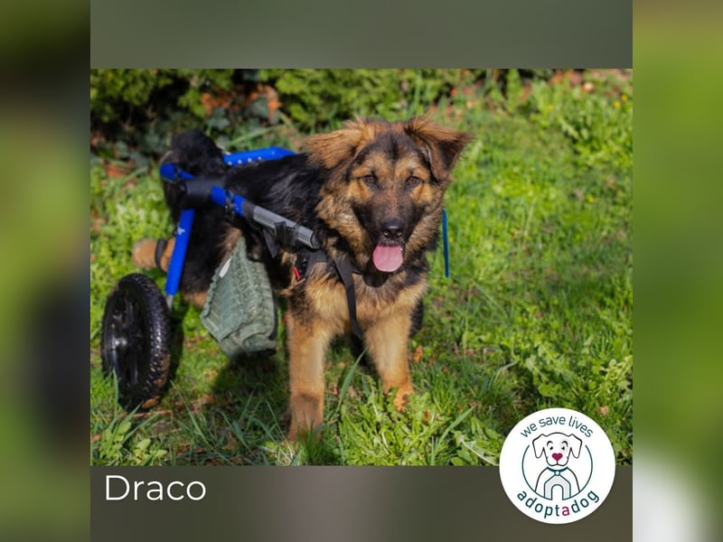 Draco: Lächeln auf zwei Rädern
