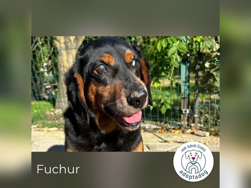 Fuchur: Will endlich sein Glück finden